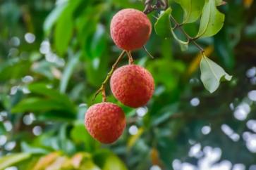 6月有钱没钱,这5颗水果都要买,饭前或饭后吃点,清爽美味营养多