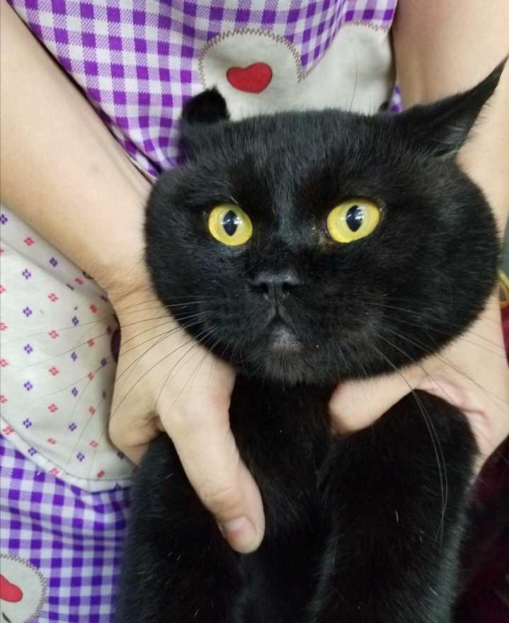 英国短毛猫的5大缺点饲养需谨慎,英国短毛猫怎么养需要注意什么