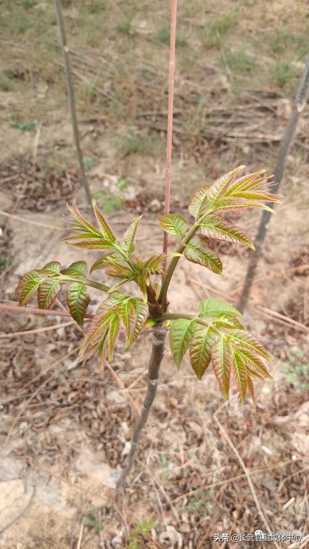 香椿炒鸡蛋的营养价值,冻过的香椿怎样炒鸡蛋