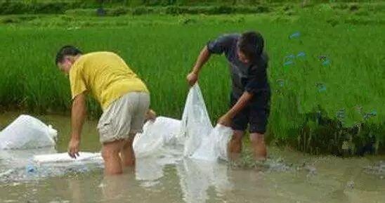 鳝鱼泥鳅养殖前景,泥鳅养殖成本与利润多少钱一亩