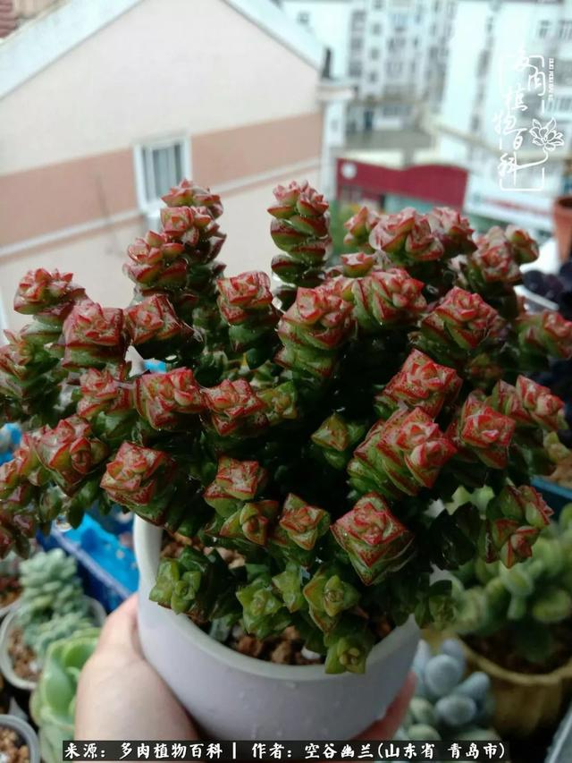 多肉最美的时光,多肉惊艳我的时光