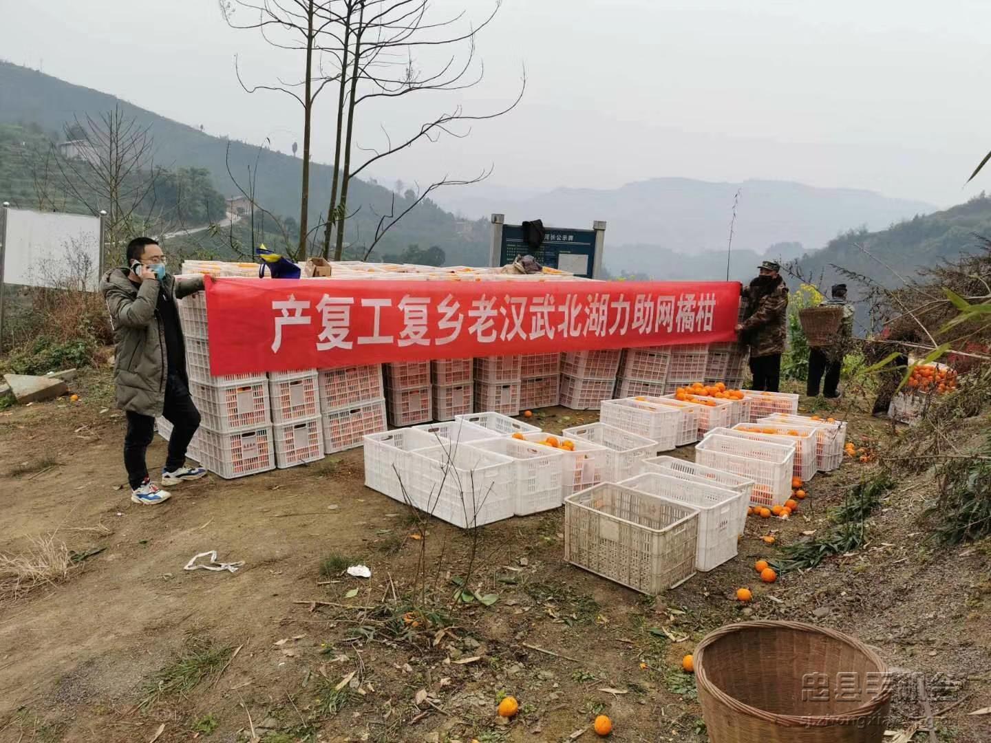 重庆忠县忠橙,忠县忠橙哪里买