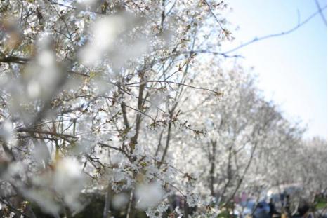 青岛樱花小镇,青岛网红小镇