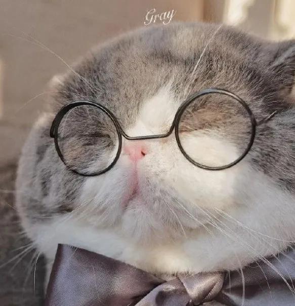 猫咪拉屎带的血该吃什么药,猫咪拉屎屁股上有血