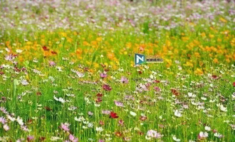 仓山哪里的,现在的仓山