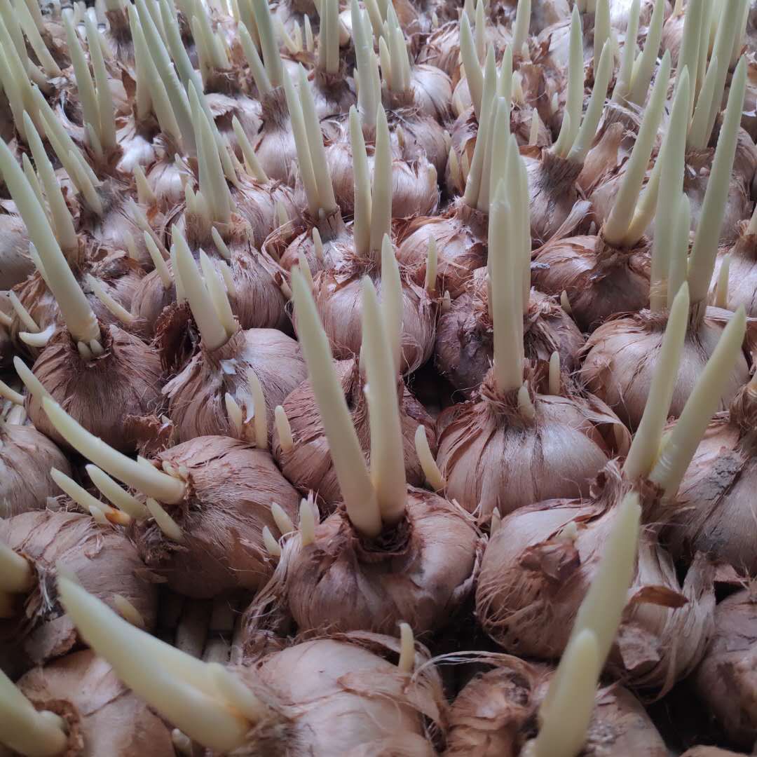 藏红花种植的前景与利润,藏红花种植项目前景如何好种吗