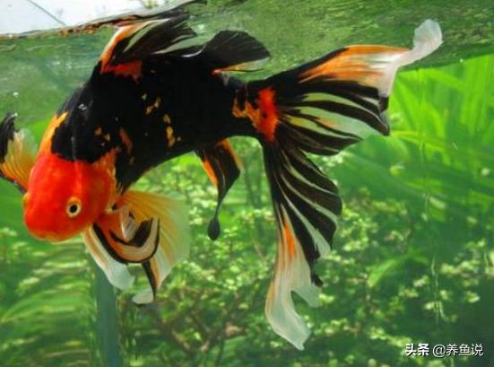 鱼缸里的鱼尾巴会烂是怎么回事,家里养的鱼掉鳞片怎么办