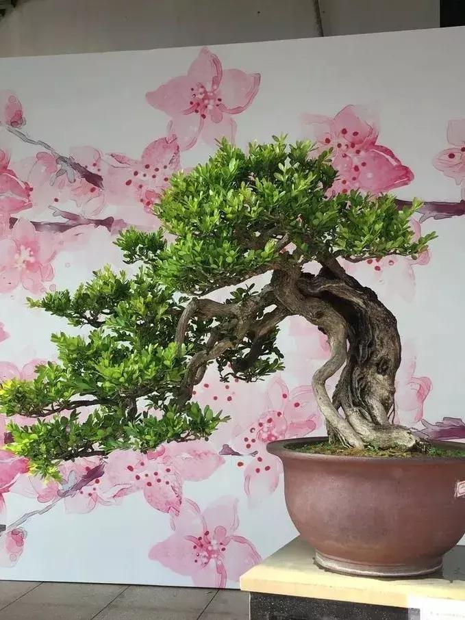 最值得收藏的六种盆景树种是哪种,常见的盆景树种有哪些