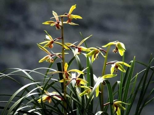 蕙兰花苞怎么施肥,蕙兰花苞如何养
