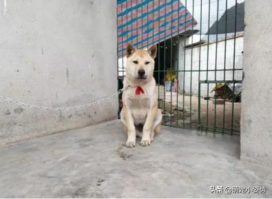 现在的土狗是中华田园犬吗,中华田园犬和柴犬的最大区别在哪