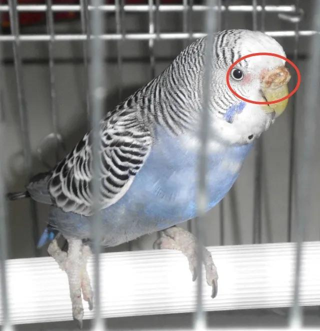 鹦鹉得癣了怎么办？
