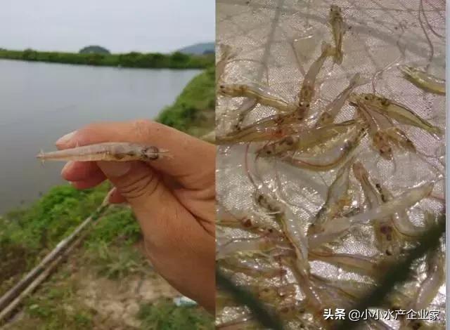 对虾黄肝是什么原因引起的,对虾白便可以治好吗