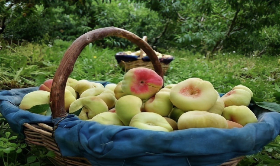 新疆石河子市的蟠桃图片,新疆石河子蟠桃