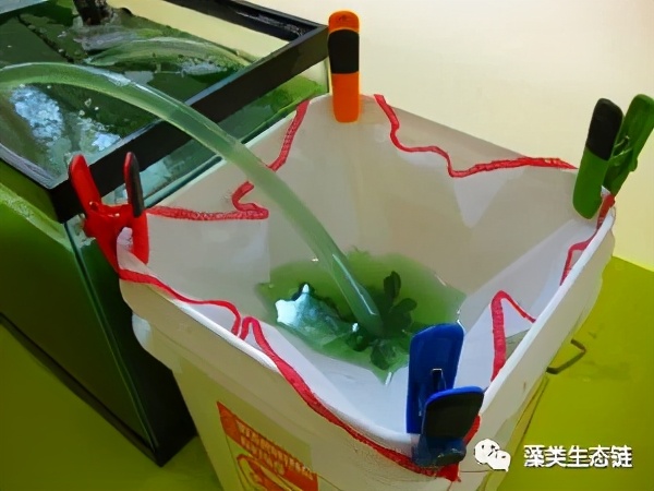 在家里种植植物,在家里种植蔬菜