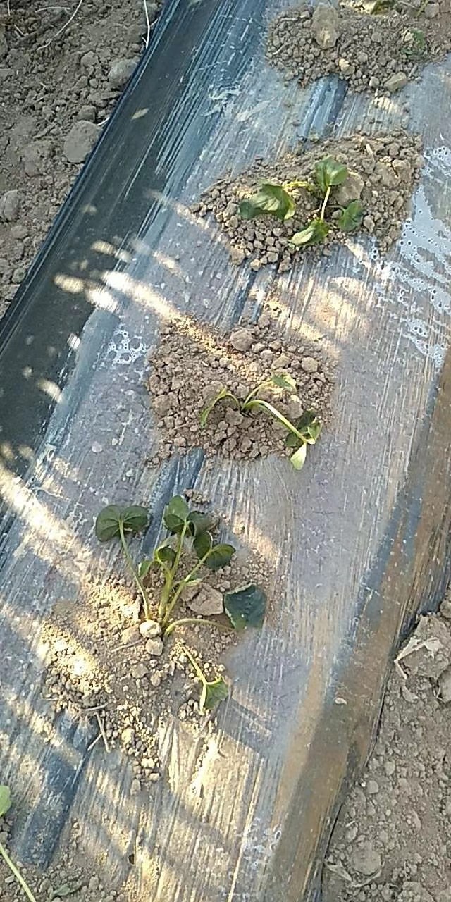 甘薯苗多少温度产生冻害,甘薯收获晚发生冻害