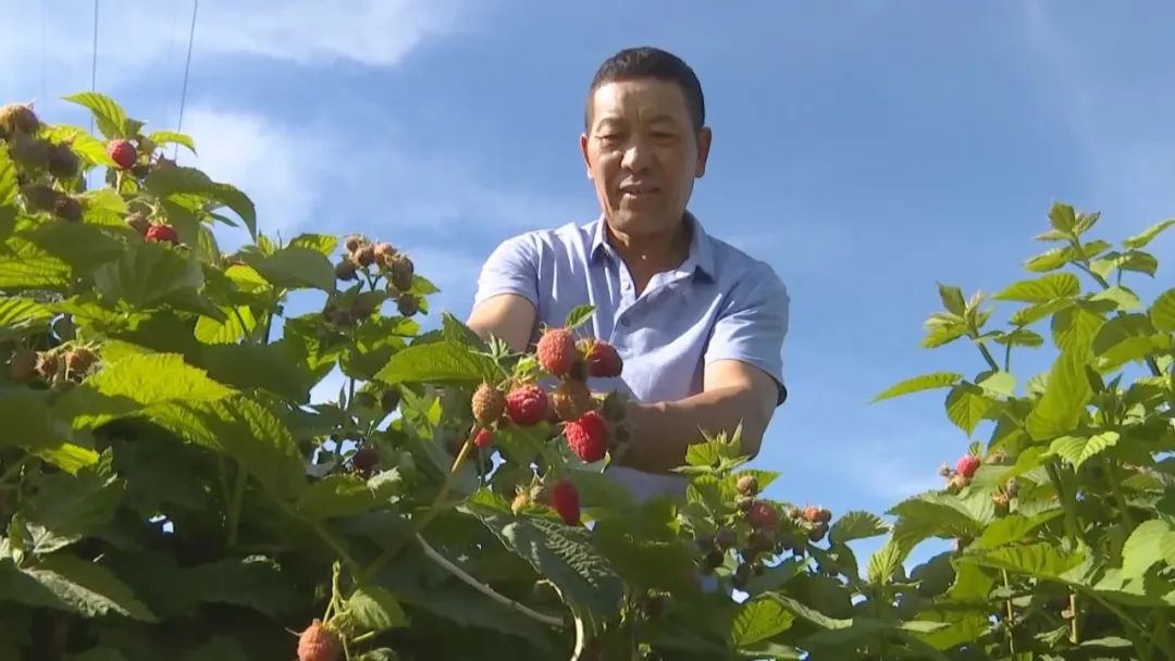 凤凰桥树莓采摘,春天到树莓采摘