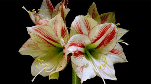 郭进拴神游索溪峪,郭进拴全部视频