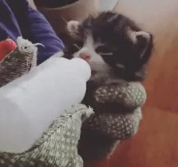 「今日萌图」一旦猫咪能自己打开鱼罐头，人类也就完蛋了