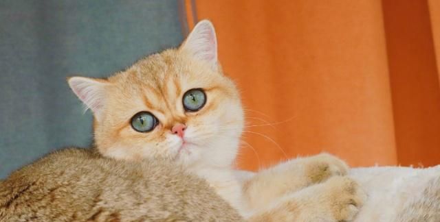 英国短毛猫的种类特别多，哪种是你的心头爱？最爱橘色“金胖子”