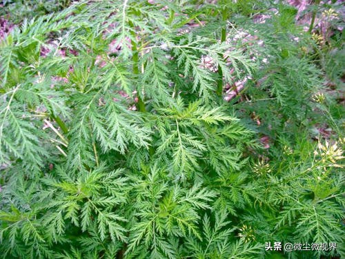 市面上的宝塔糖有没有打虫的效果,宝塔糖为什么可以打虫