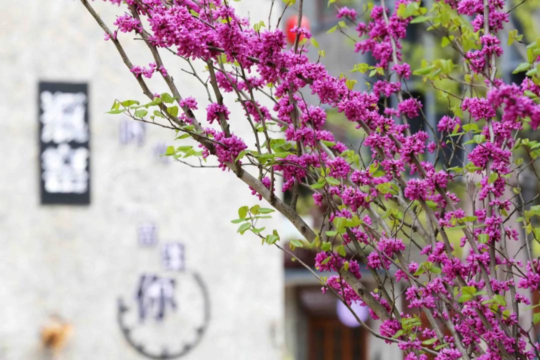 免摊位费免保证金免服务费...瓶窑老街喊你一起“全民练摊”！摆摊摆得好，100万资金和10间商铺，奖给你！