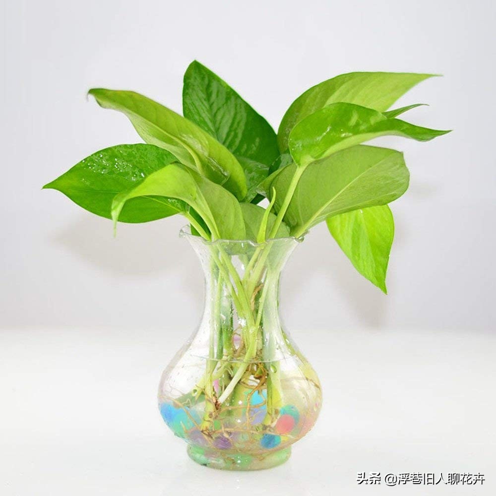 冬天室内绿萝经常出现黄叶怎么办,冬天绿萝浇水多了怎么拯救