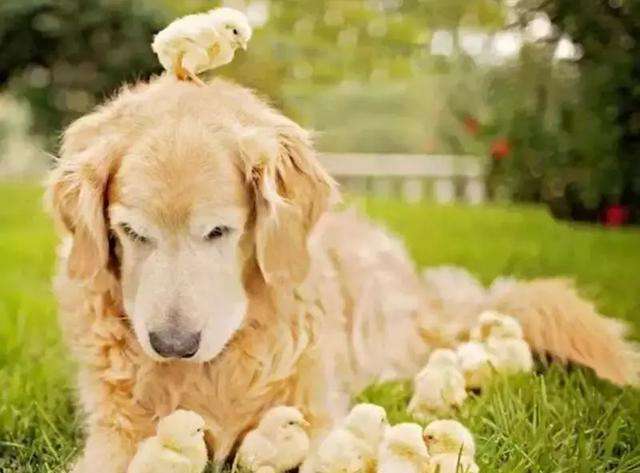 金毛犬咬人的原因及解决办法,人家说狗急了还会跳墙