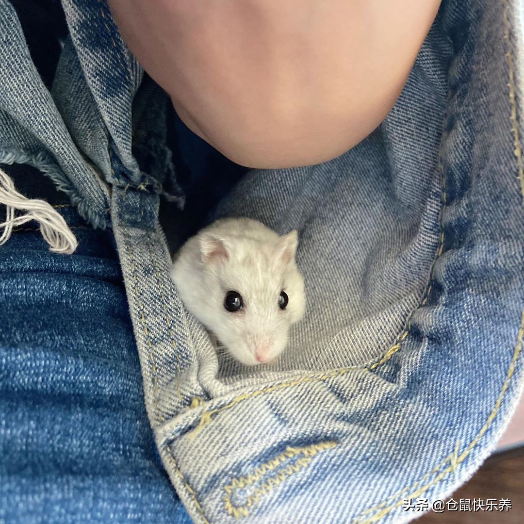 胆小仓鼠,仓鼠胆小一直躲在角落