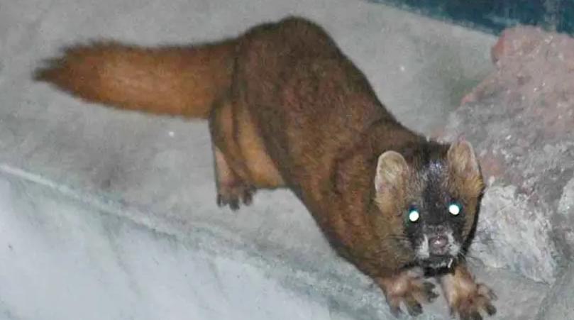 黄鼠狼为什么不能杀科学证实,黄鼠狼不能杀的真实原因