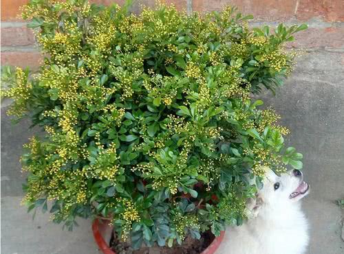 米兰花简单养殖,养米兰花的技巧与方法