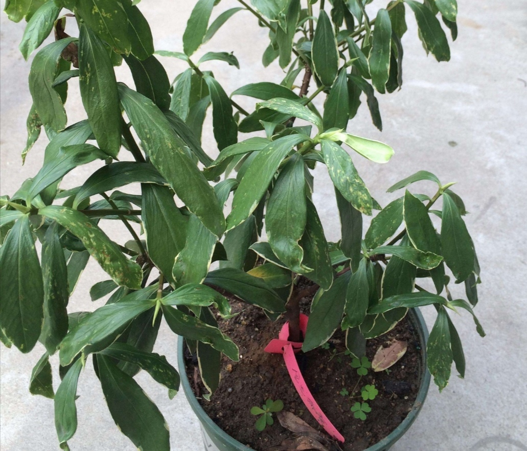 瑞香花养僵了怎么办,养的花卷叶发黄怎么办