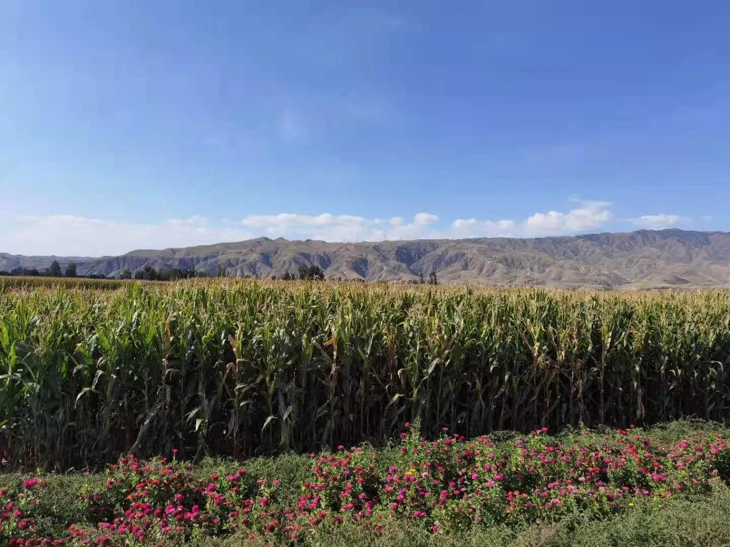 孟军创作的原声,孟军诗歌完整版