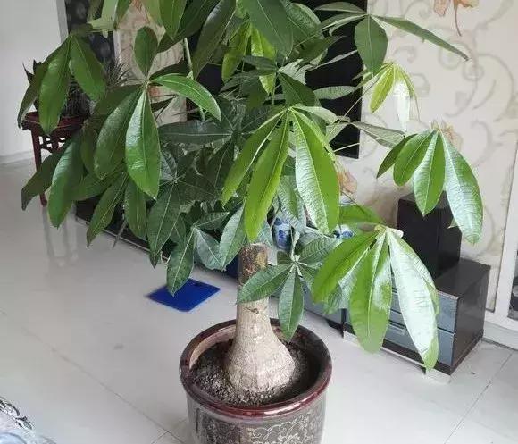 白天浇花花叶变黄,用什么方法养花叶子黄