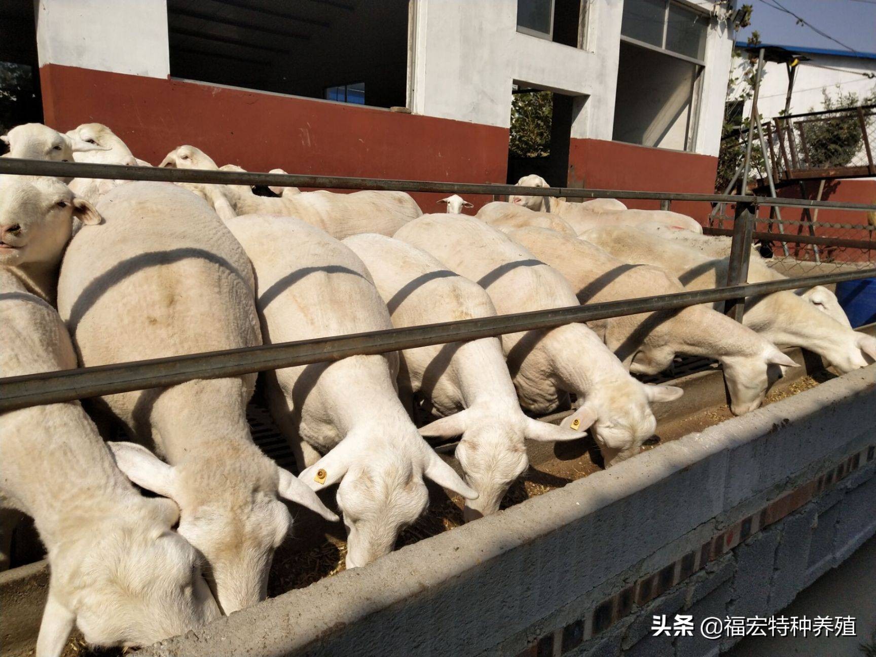 杜泊绵羊和澳洲白羊个好？黑头杜泊绵羊一胎生了几个羊羔？