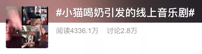 漂亮小奶猫喝奶,4只小奶猫吃豪华大餐