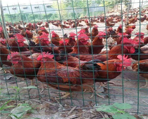 果园养鸡一年赚多少钱,养殖土鸡1天赚3亿钱