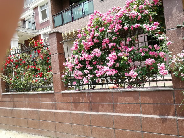 藤本月季冬季修剪时间及方法,藤本月季冬季如何修剪枝