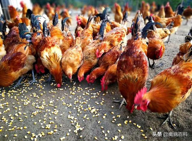 鸡群消瘦掉毛严重,鸡群消瘦怎么治