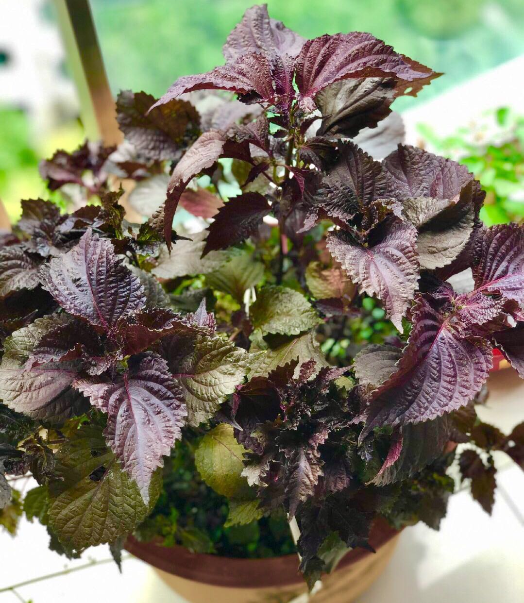 十种最香的香草调料,各种香草调料