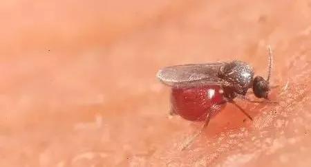 海南小黑虫咬人怎么防御,看到有小黑虫钻进伤口怎么办