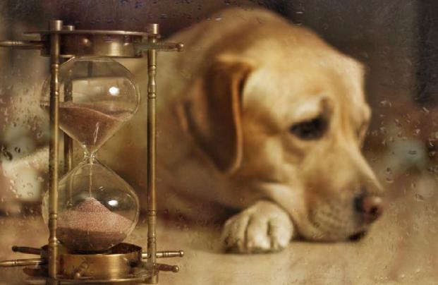 狗狗也会有姨妈期,狗狗也会有生理期吗