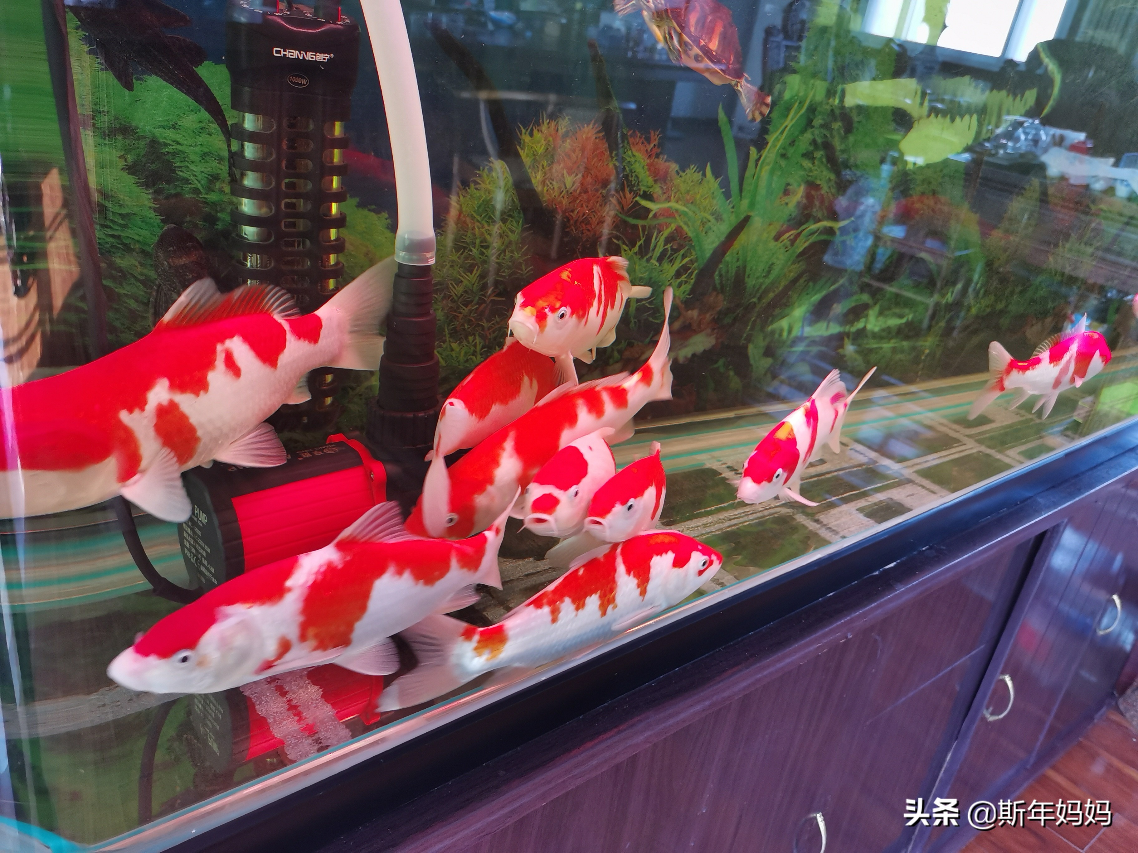 森森鱼缸改上滤滴流盒,森森老款1.8米鱼缸底滤改造