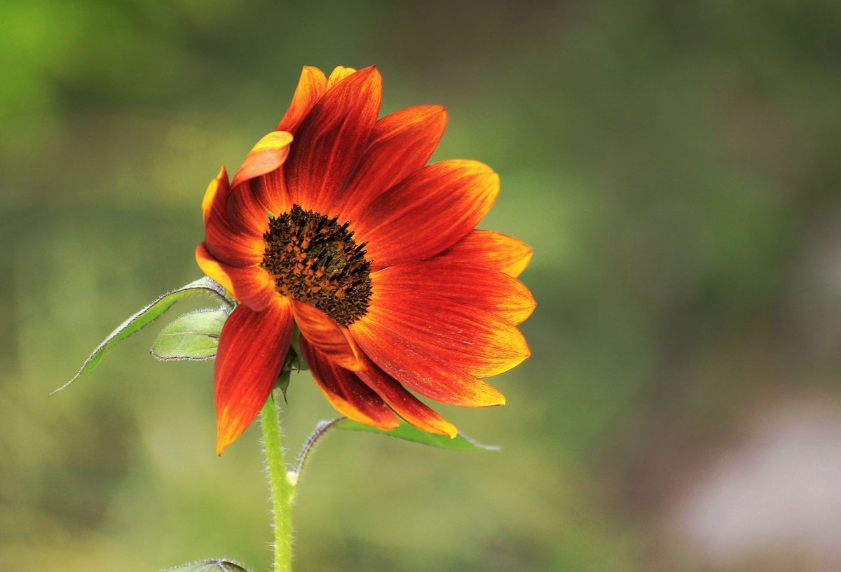种植向日葵需要注意的事项,向日葵花的种植方法和时间