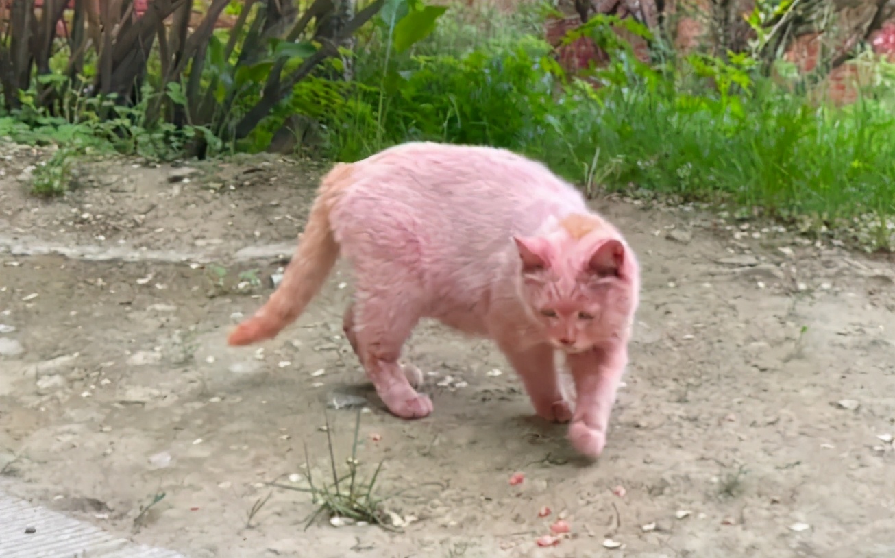 全球罕见足球猫冲上热搜,网友:指定染色!结果......哈哈哈哈