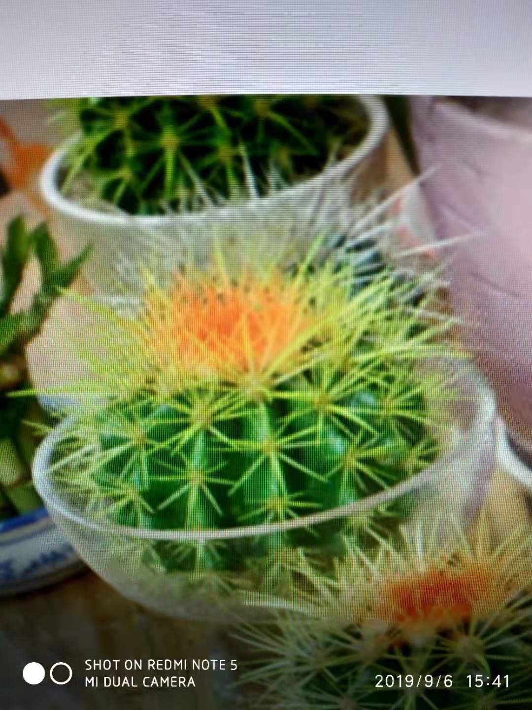 换盆的仙人球能不能晒太阳,刚换盆的仙人球能晒太阳吗