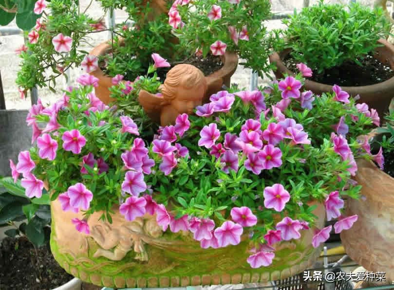 牵牛花小盆栽儿童种植,牵牛花适合室内养吗