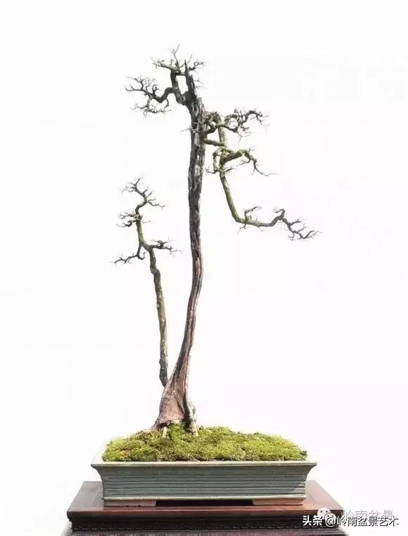 素仁格与文人树,你怎么看?