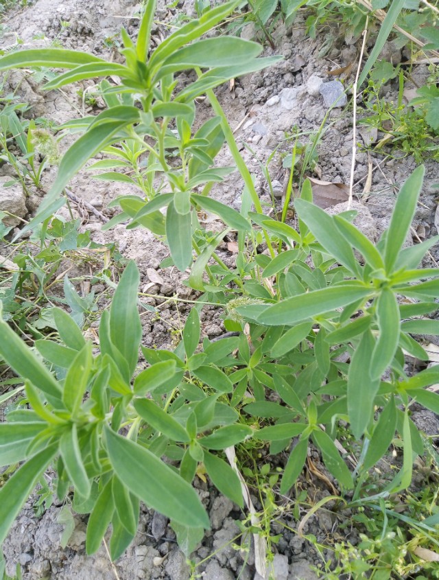 小扫帚野菜有什么营养,野菜铁扫帚可以吃吗