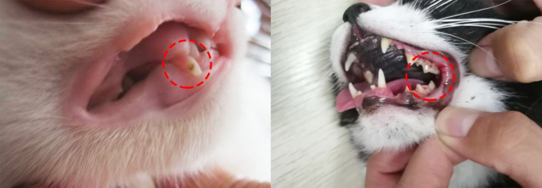 猫咪长蛀牙了需要拔掉吗,猫有蛀牙怎么处理最好