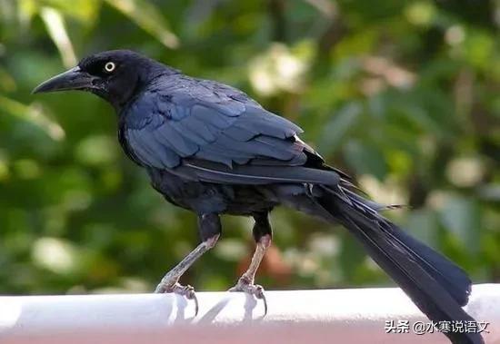 鸟字和乌字有什么区别,乌字与鸟字有什么区别